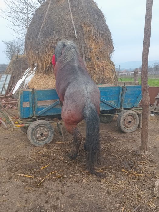 De vanzare sau schimb