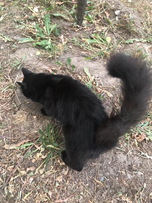 Найдена черная кошечка