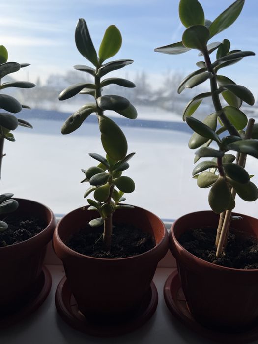 Денежное дерево Красула Толстянка