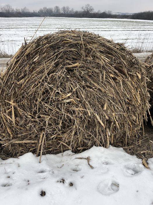 Balot tulei cu iarba de sudan