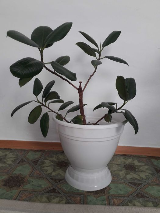 Красивые домашние цветы