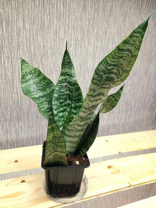 Продам Стрелиция Николая