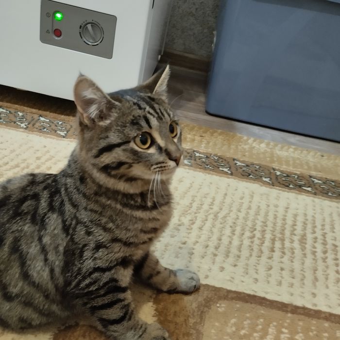 Отдам в добрые руки