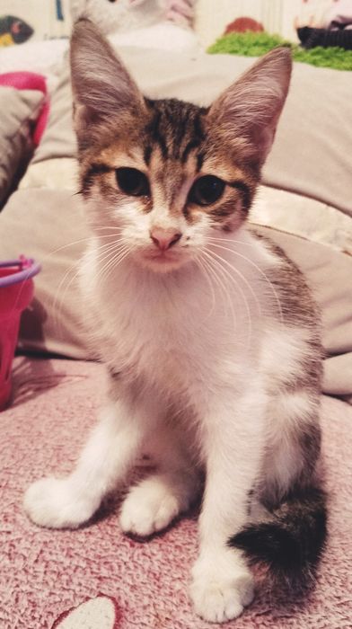 Отдам котят в хорошие руки