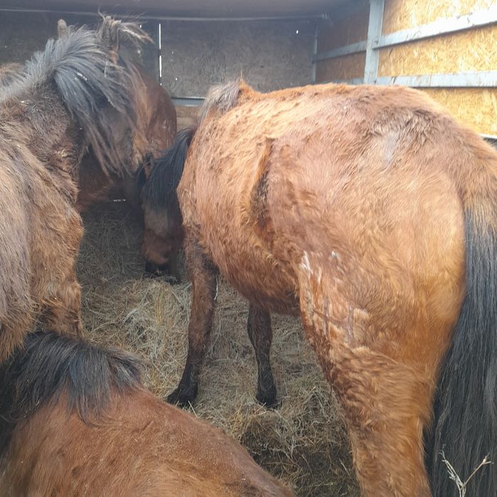 Құнажын Байталдар