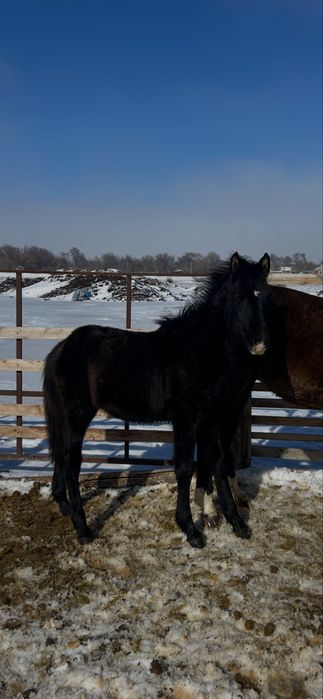 Еркек 2 тай сатамын