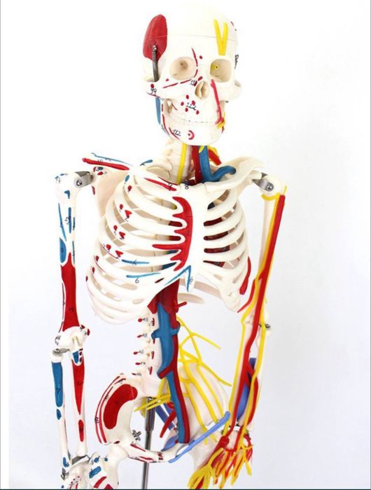 Anotomik mulyaj maket model.Анатомические модели муляжи макеты скелеты