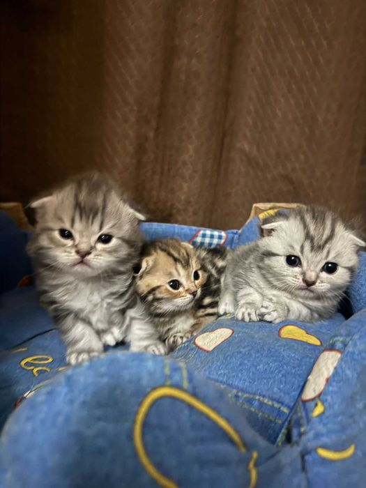 продам породистых котят
