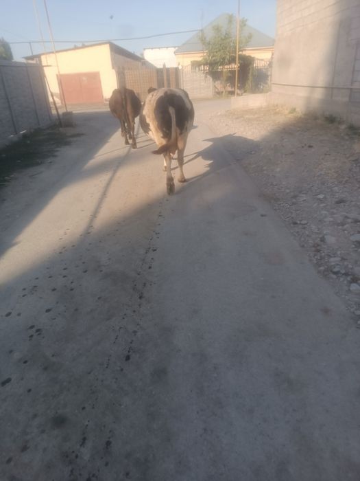 Продаётся корова