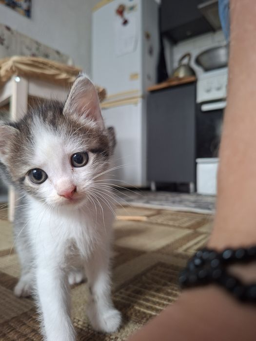 Отдам котят беслпатно