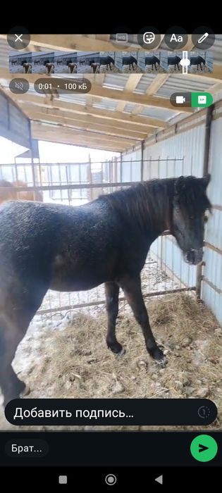 Продам пони и жеребца