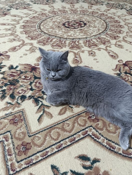 Британский кошка - Britan mushugi