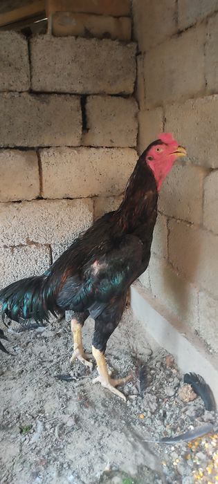 Dakan xoʻrozla sotiladi