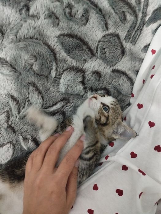 Mushuk bolasi sotiladi