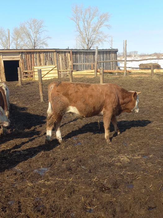 Продам бычков 2000