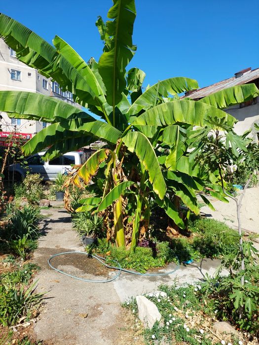 Bananieri de vânzare