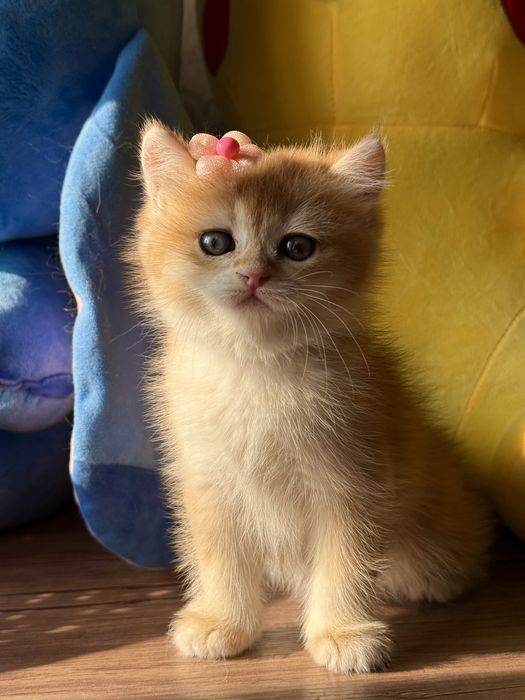 В Прдаже Британская Золотая шиншилла