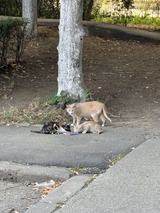 pui de pisica fara casa