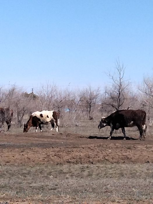 7 бас бұзаулы сиыр сатылады