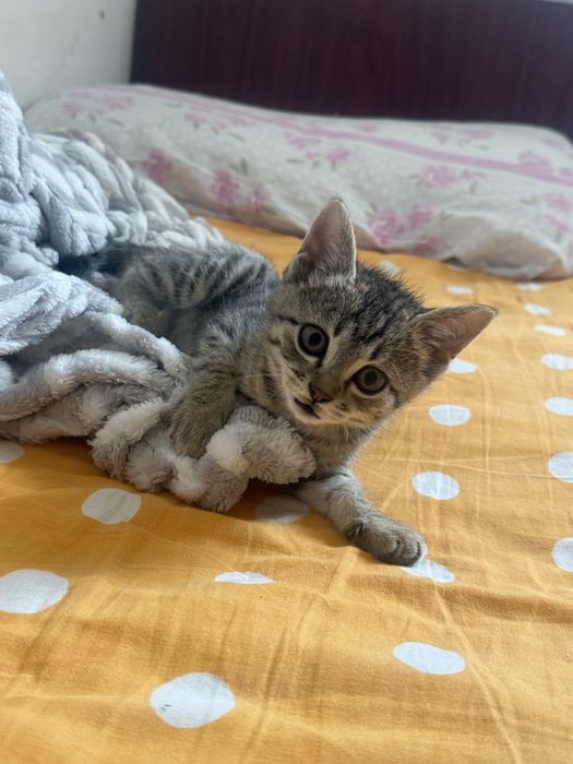 игривые котята 3 месяца