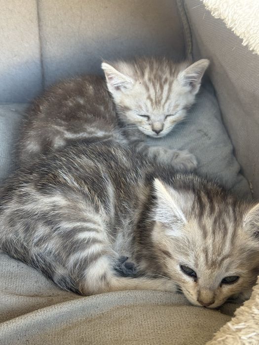 котята пародисти
