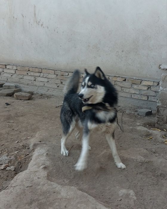 Хаски   сотилади