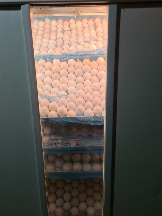 Инкубационные яйца бройлера кобб 500