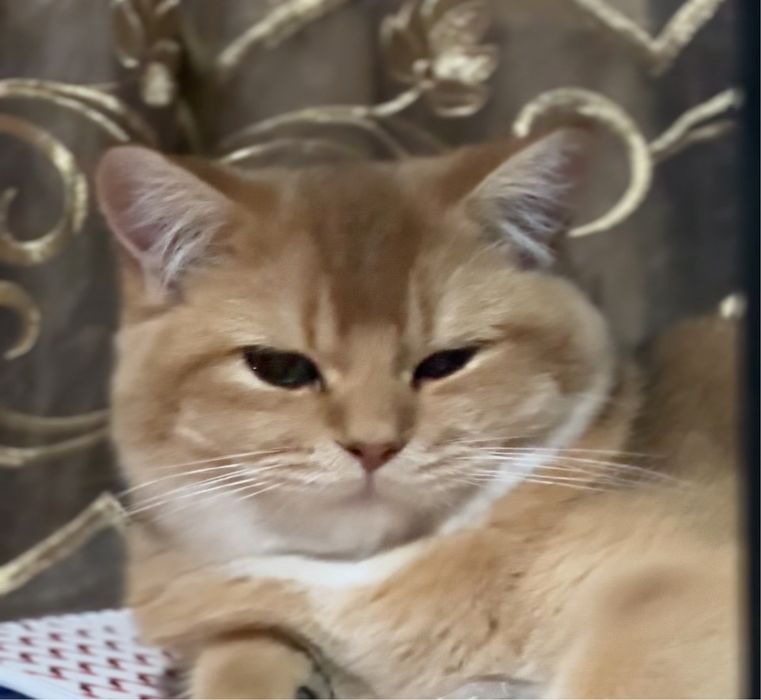 Viyazkaga go’zal mushuklarni taklif qilamiz !