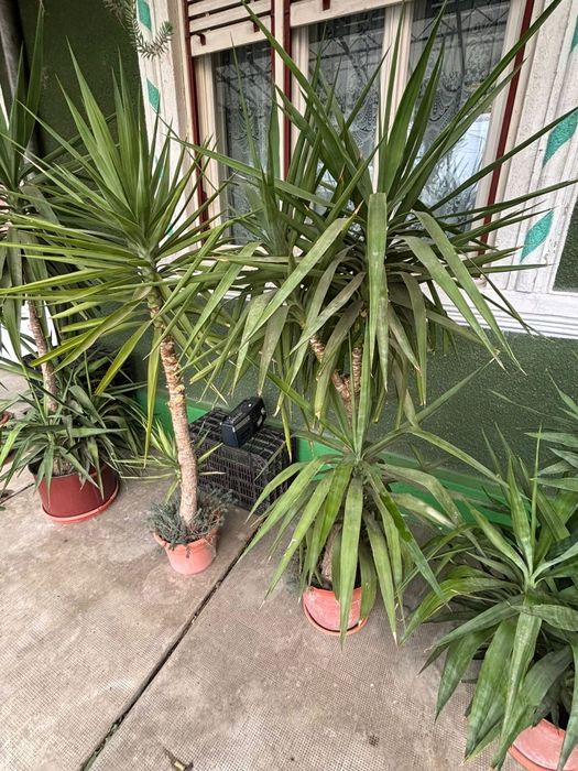 Vand plante Yucca