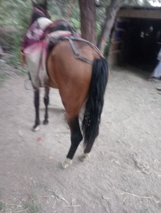 Продам кабылу  ат сатам