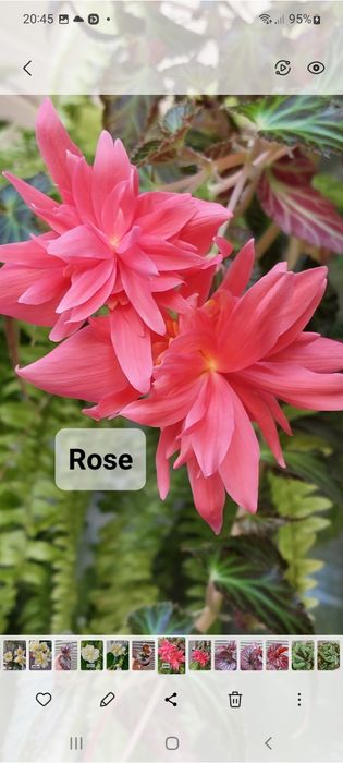 Бегонии беллеконии.