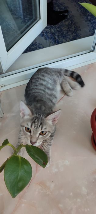 Отдадим котенка в добрые руки