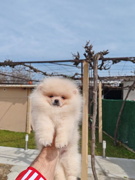 Померан мъжко на три месеца