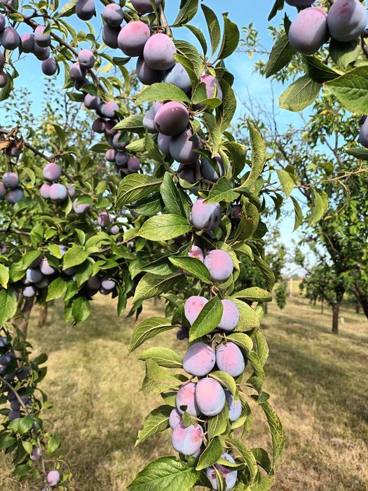 Vând prune pentru țuică