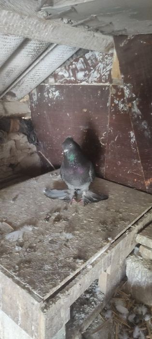 Продаются голуби