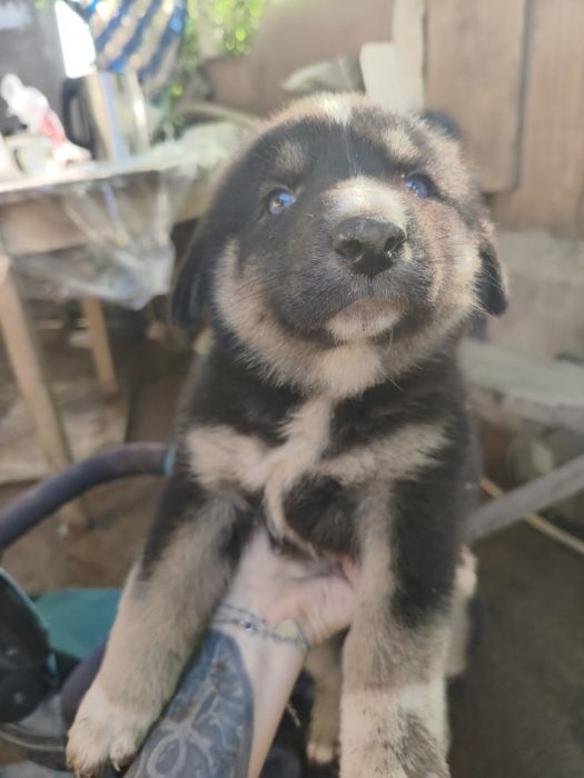 Продам щенков, 1 мальчик и 1 девочка