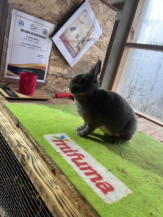 Femela rex pitic matura