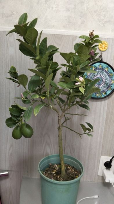 Продам лимонное дерево