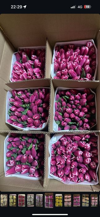 Тюльпаны крупные