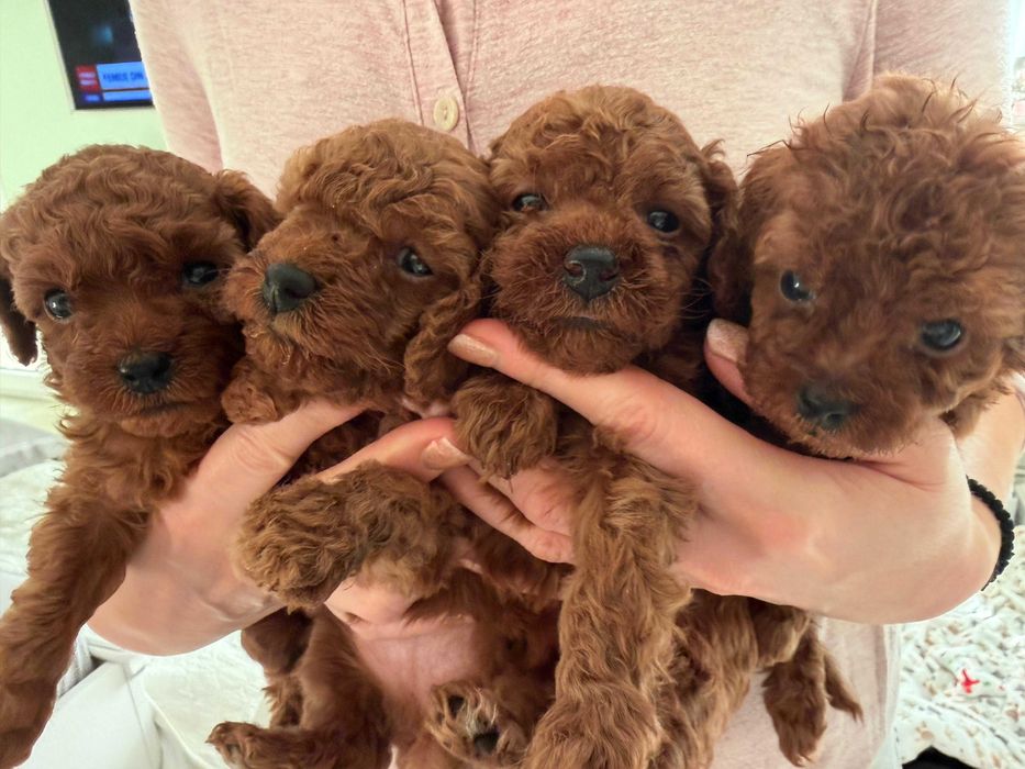 Fetite Pudel/Poodle toy mini cu pedigree