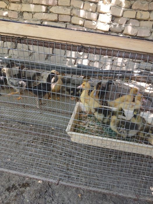 Товук катак ва куён катак тахлаб берамиз