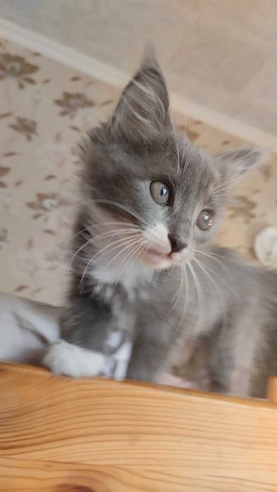 Котята бесплатно