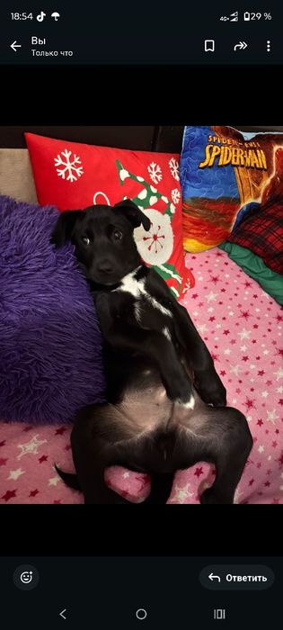 Продам лабрадора 3 месяца