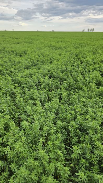 Жонышка Люцерна сатам