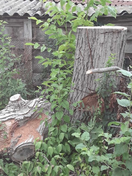 Дървен орехов материал