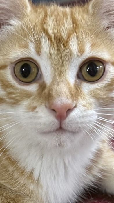 Котенок в добрые руки