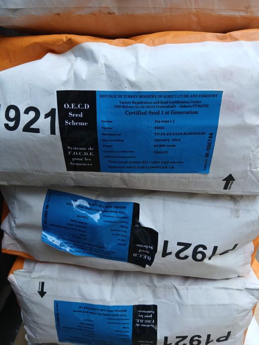 Пионер жүгері ұрық