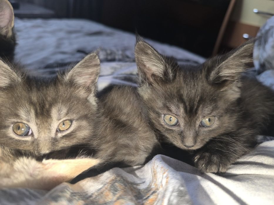 Готовы к продаже деве прекрасные девочки