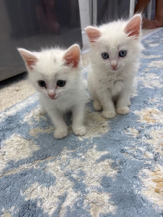 Продам белого котенка в добрые руки