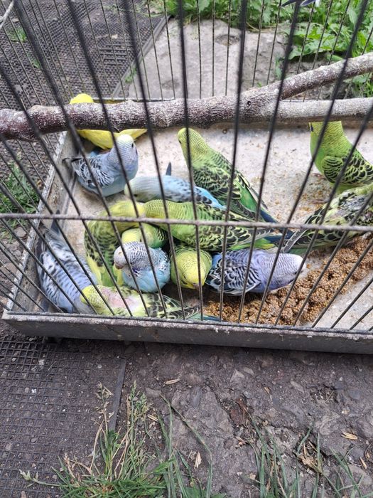 Crescator vând peruși